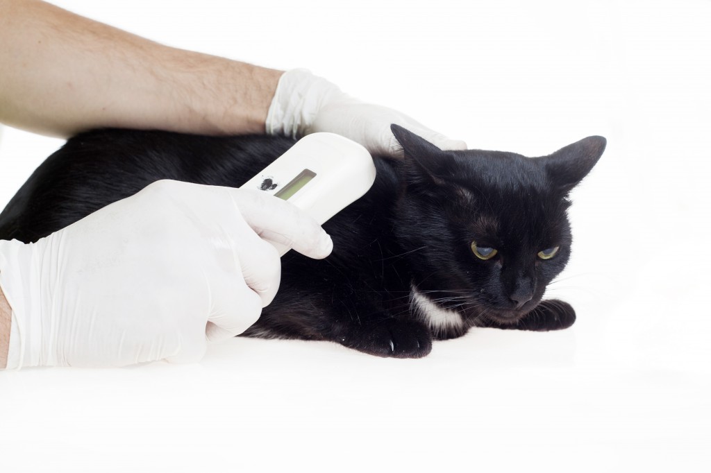 Microchip now for peace of mind later Just Cats Clinic