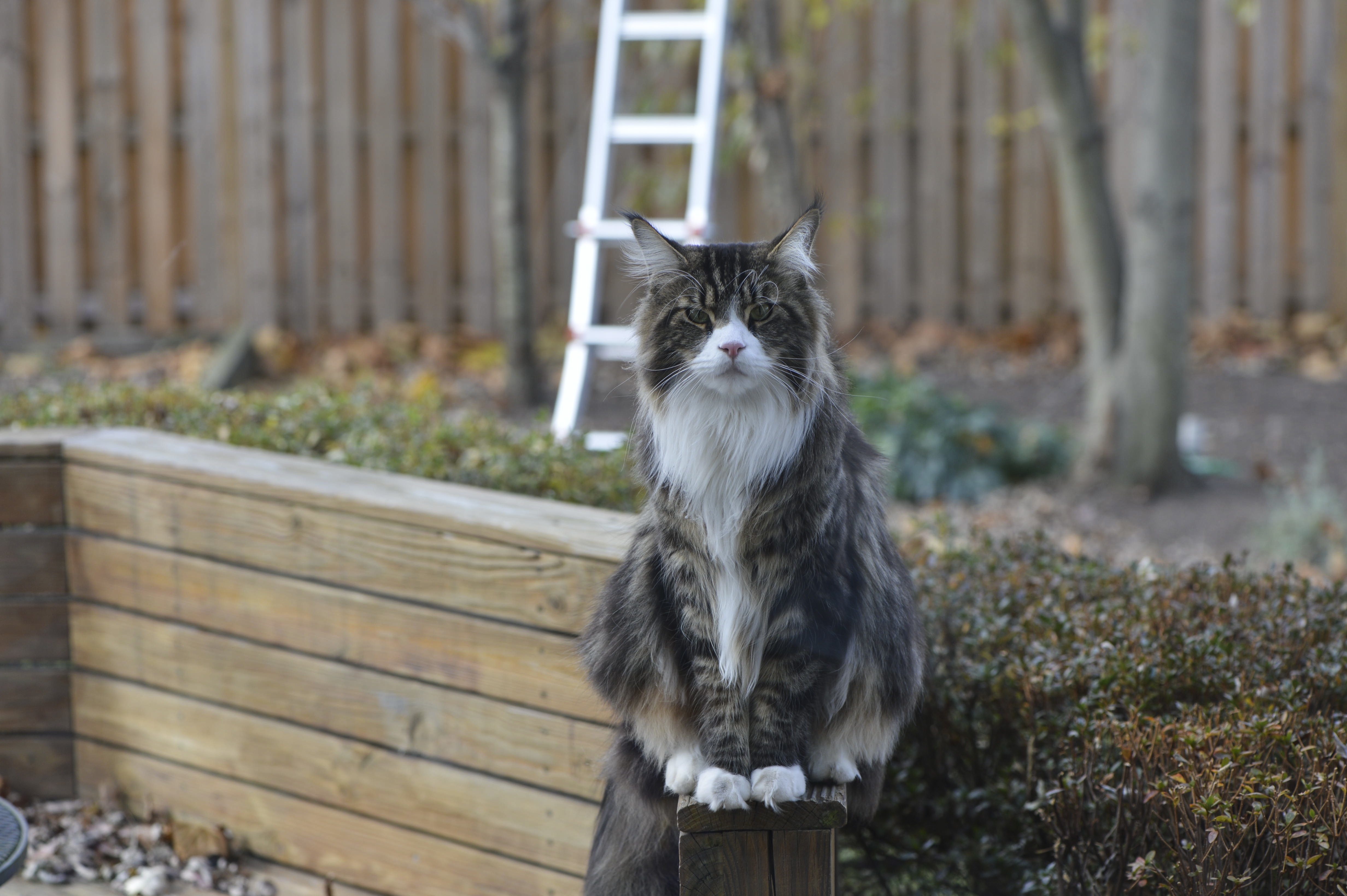 Health Certificates Just Cats Clinic