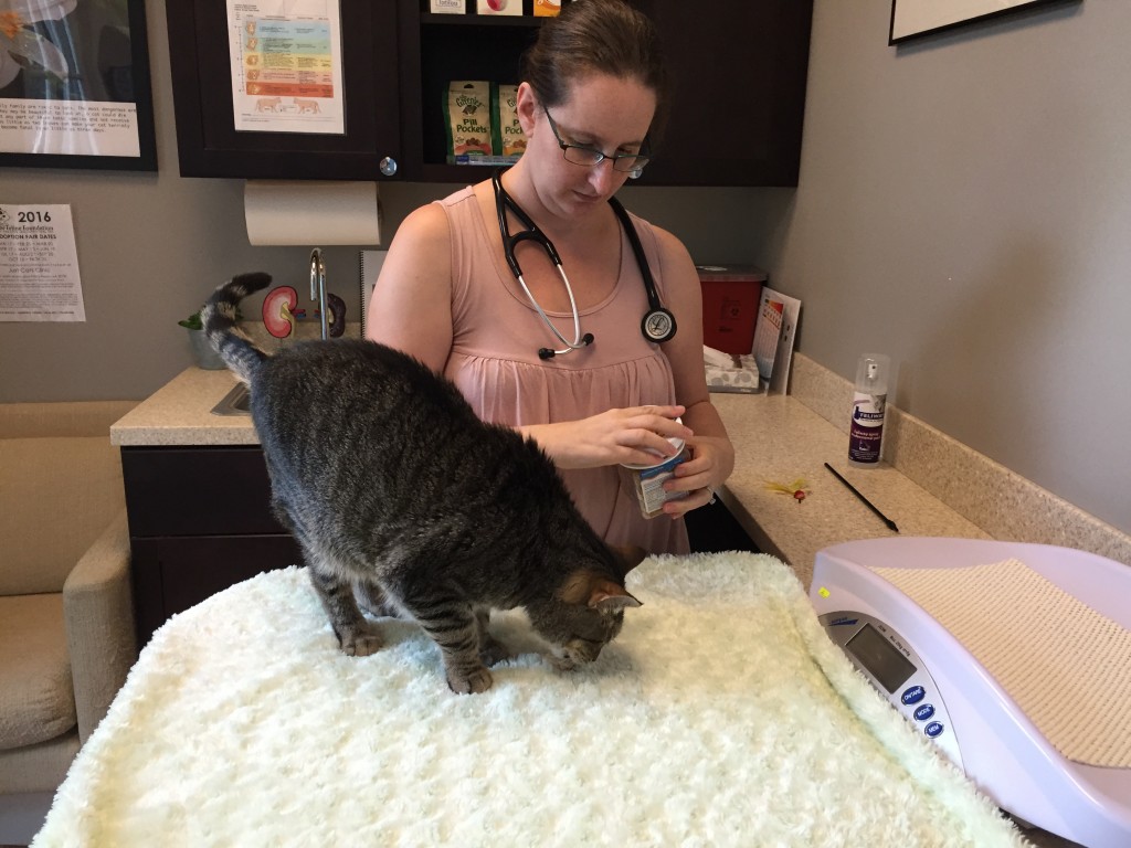Preventive Care The Importance of the Wellness Exam Just Cats Clinic