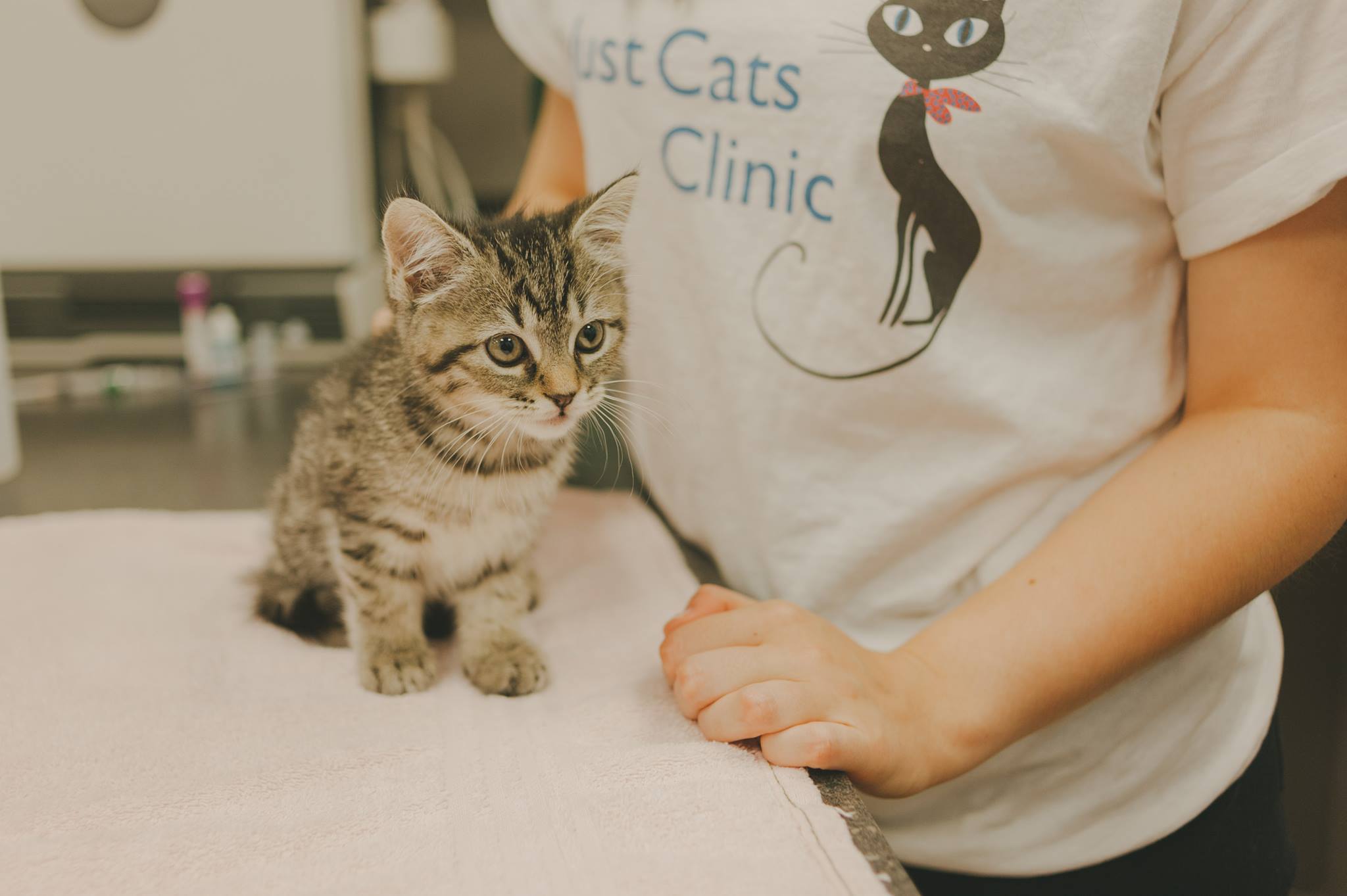 Feline Leukemia Virus Just Cats Clinic