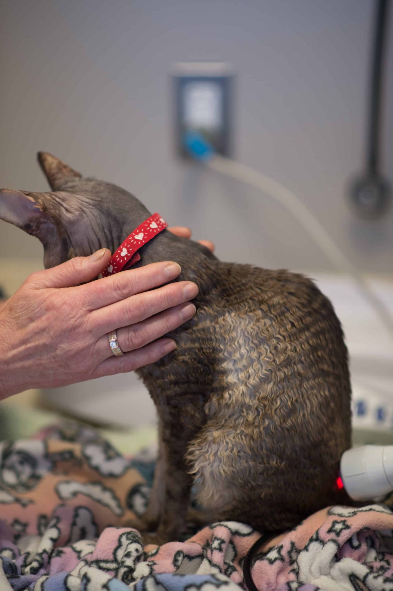Veterinarian gently examining a patient cat at Just Cats Clinic