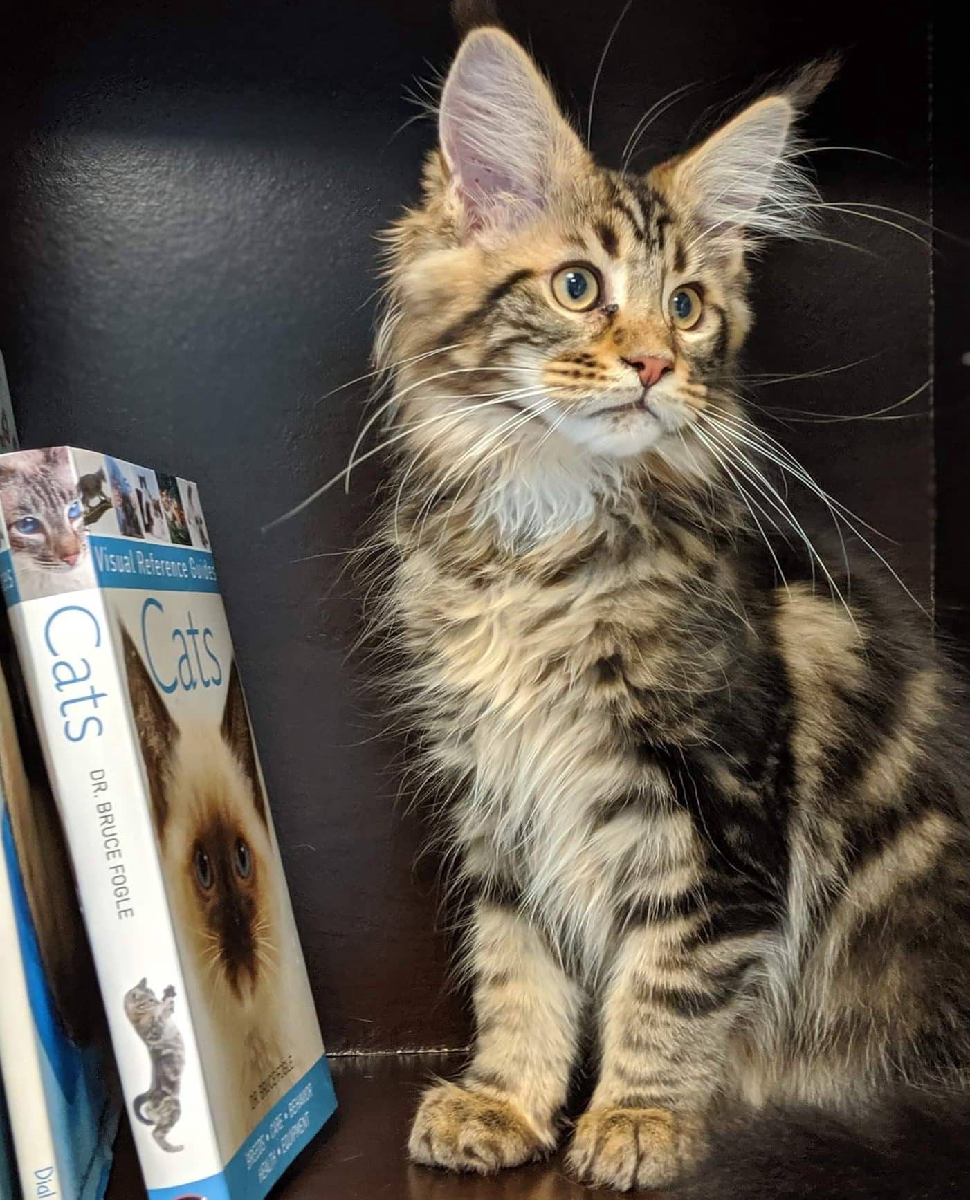Young kitten lying comfortably on an exam table