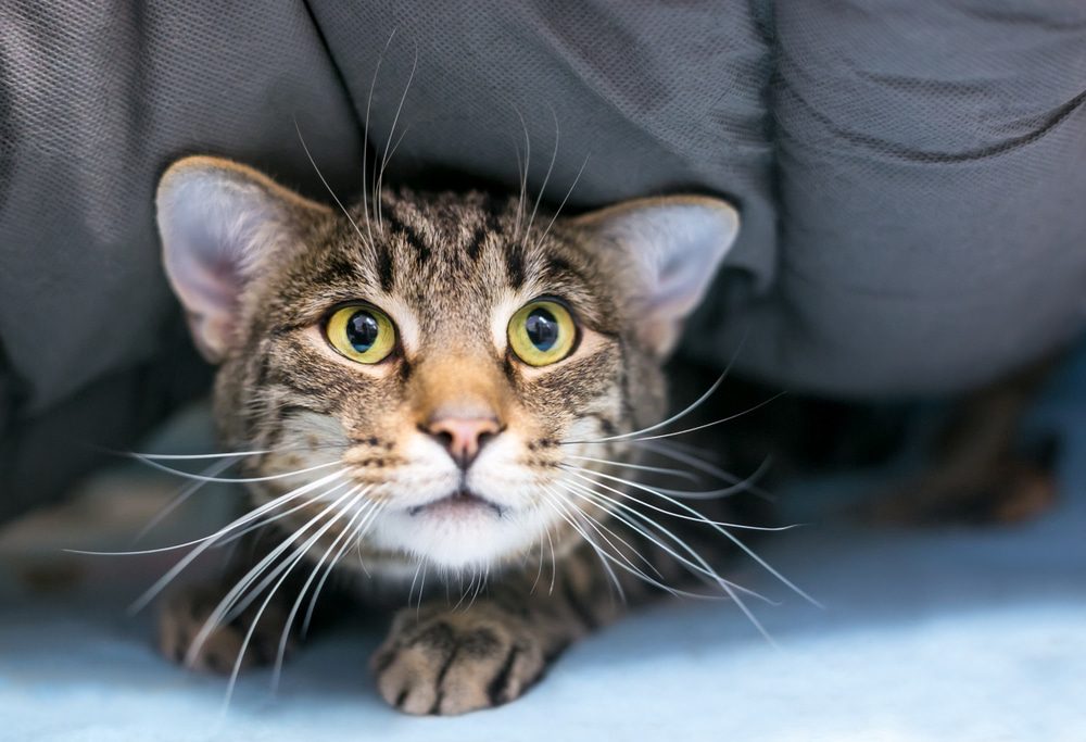 5 Strategies To Help Your Cat Cope with Noise Aversion