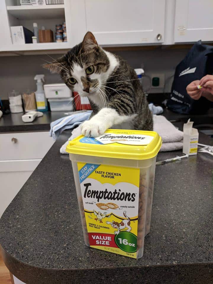Autumn the cat enjoying treats during an examination