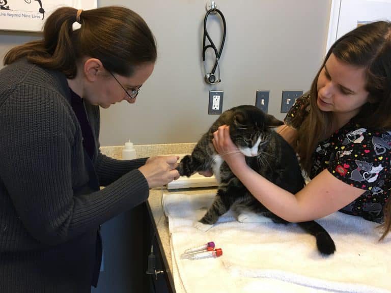 Veterinary examination of a cat