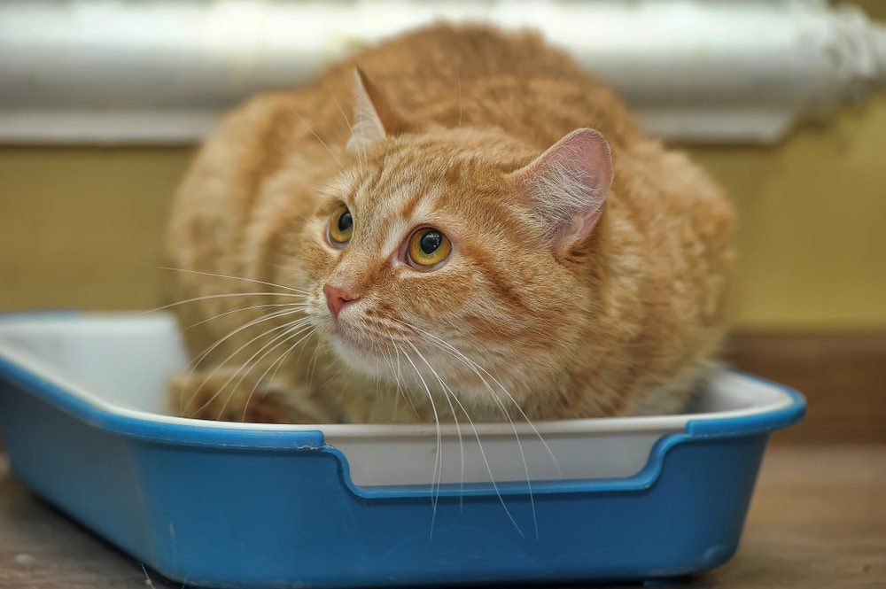 Hidden Problems: 7 Signs Your Cat Needs a Veterinary Examination