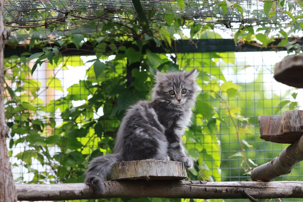 Hear Me Roar: How Natural Behaviors Enrich Your Cat’s Life