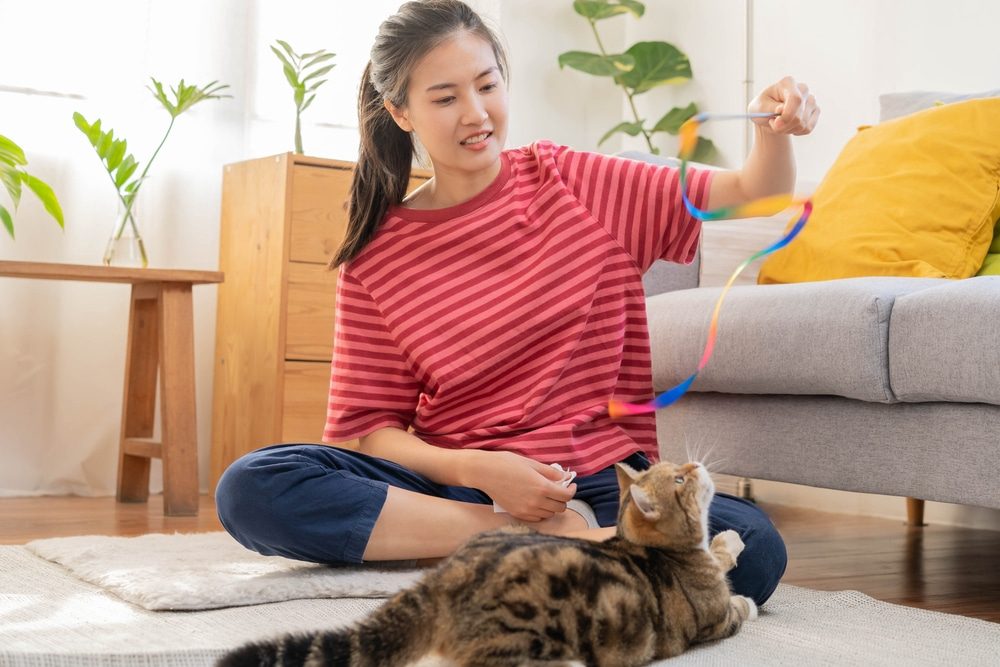 A domestic cat exploring an enriched indoor environment