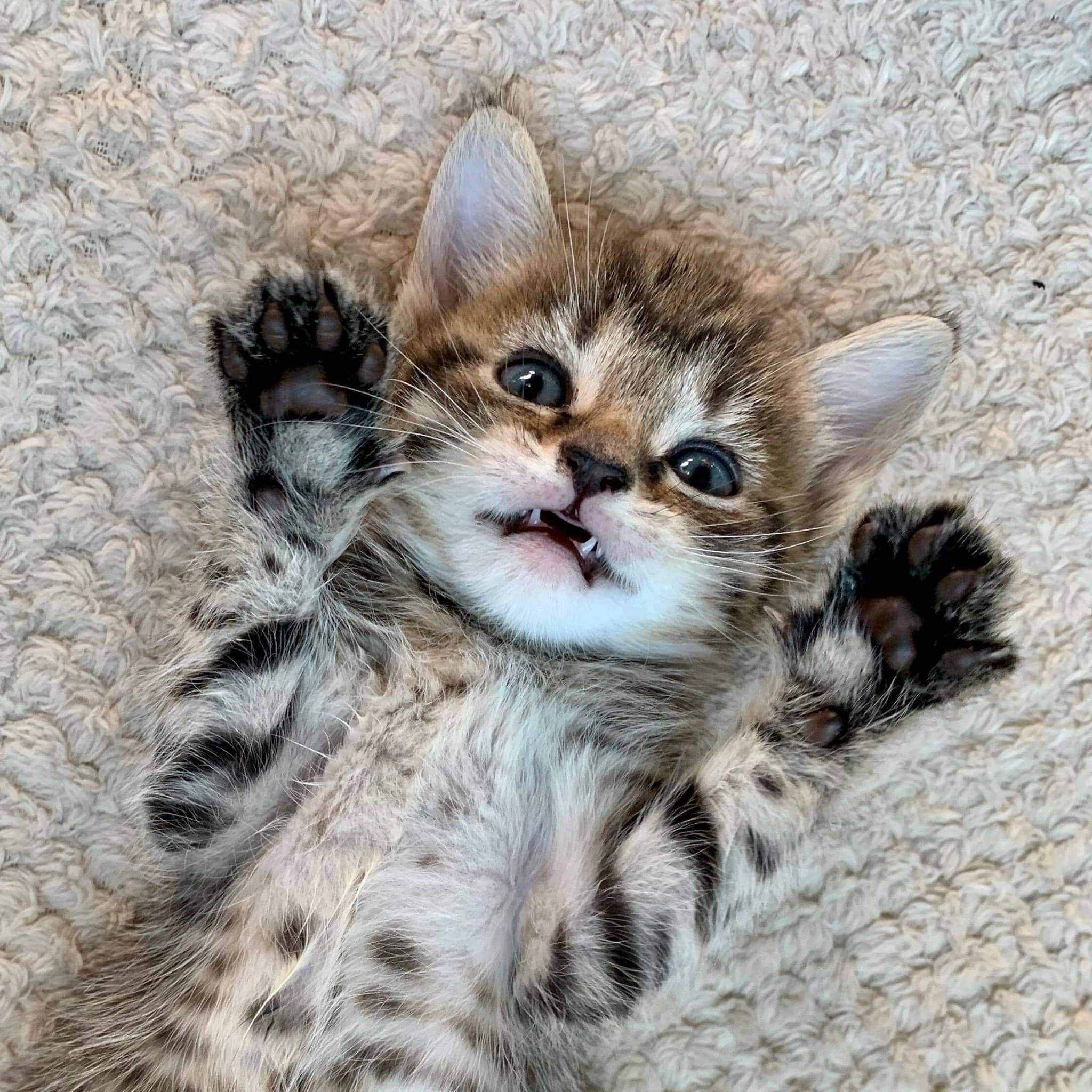 What Vaccinations Does My New Kitten Need? Your Questions Answered