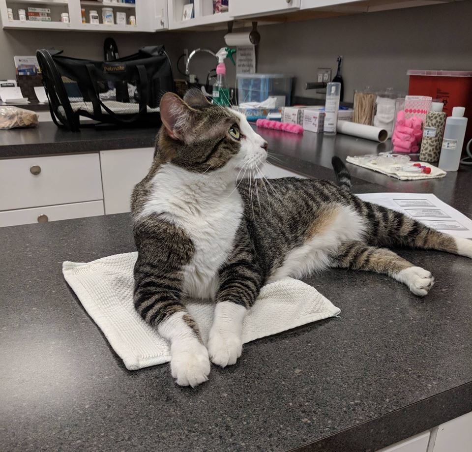 Veterinary staff performing a gentle blood draw on Autumn the cat