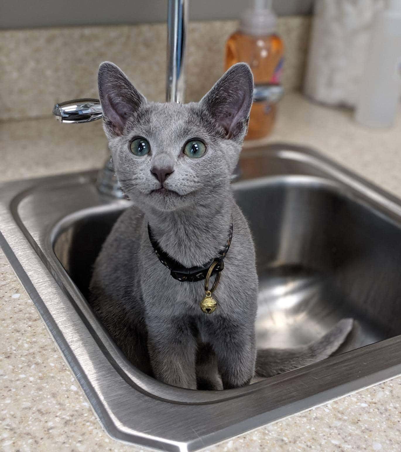 Veterinarian examining a kitten during a wellness visit