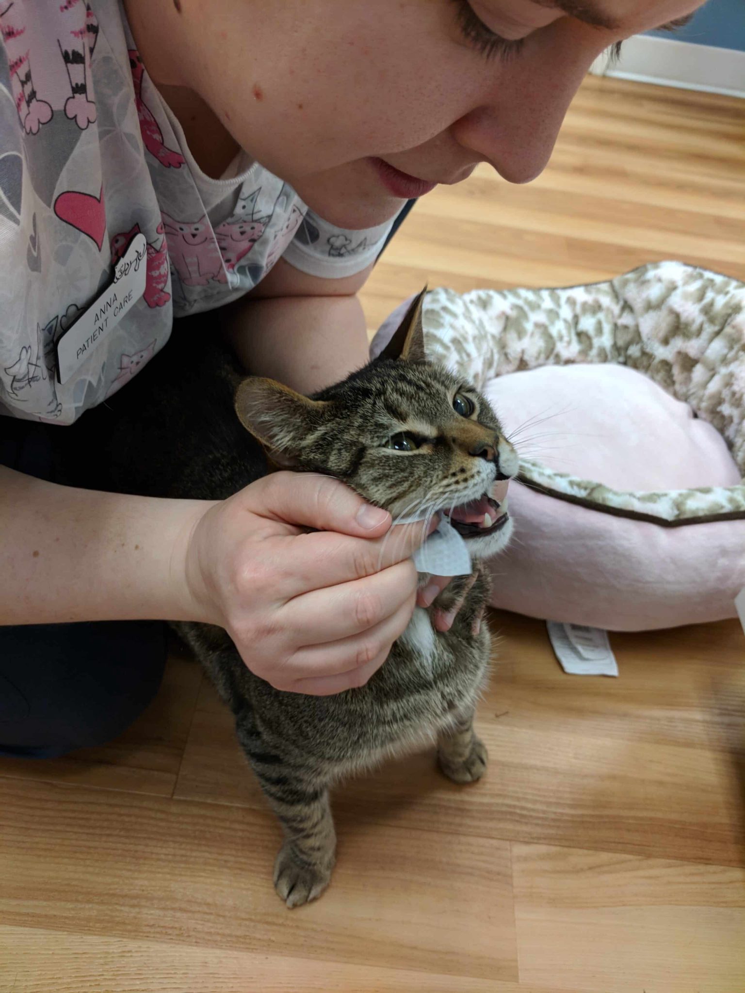 Veterinary examination of a cat’s teeth and mouth