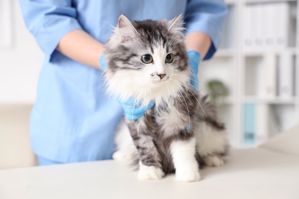 Cat resting comfortably during surgical recovery