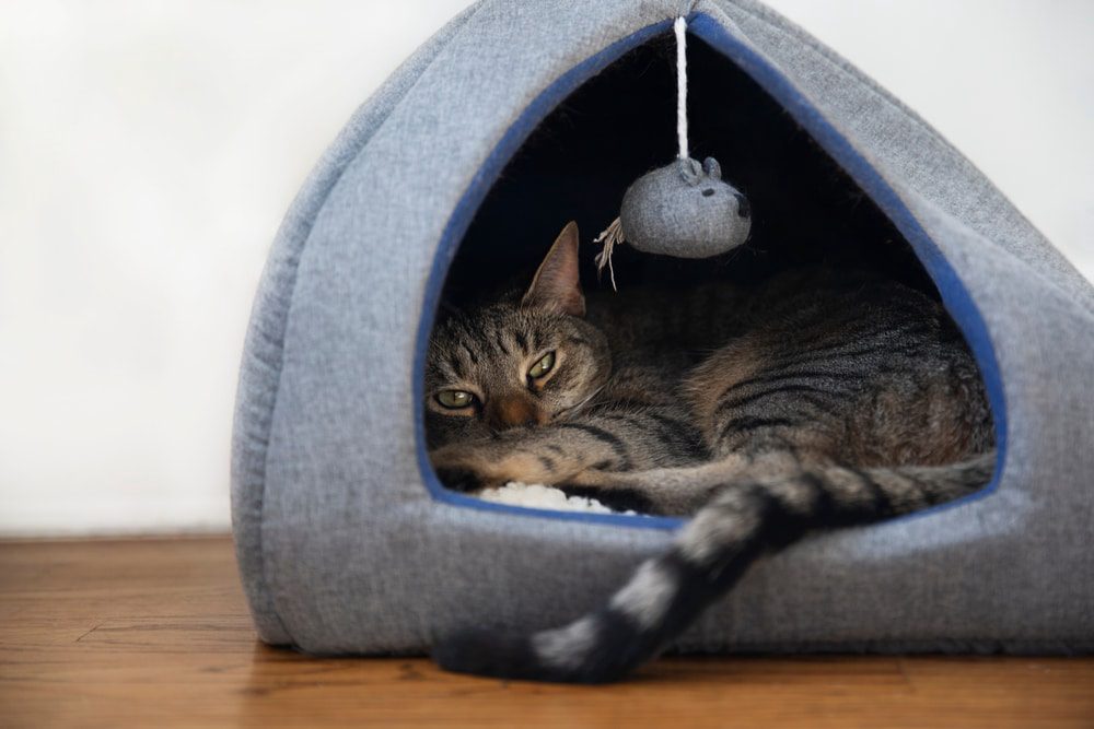 Cat hiding and showing signs of noise aversion