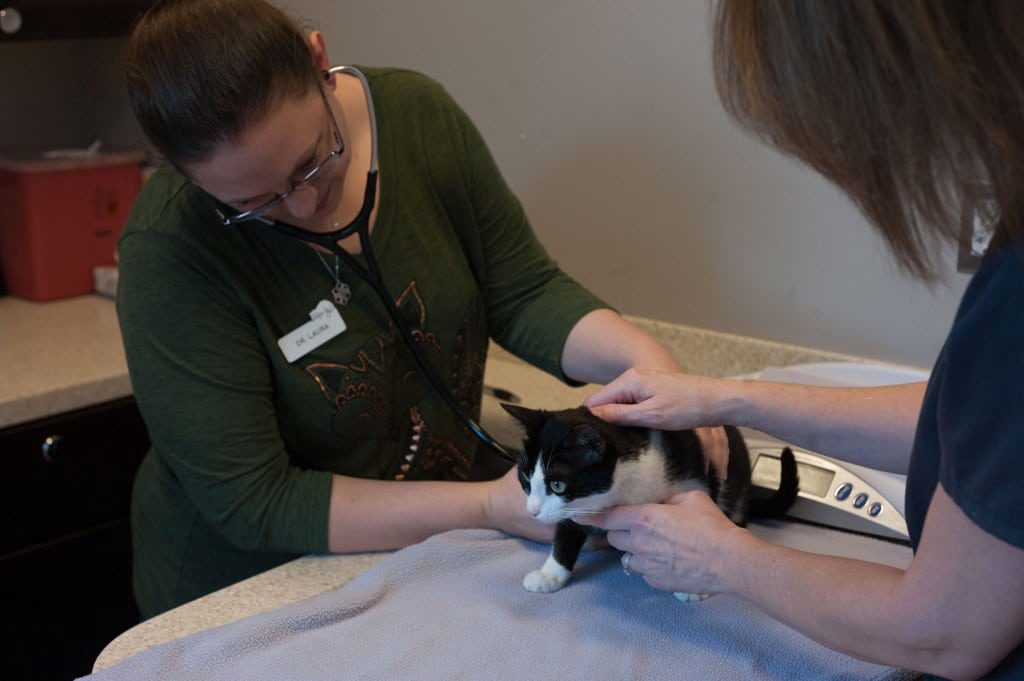 Cardiopet ProBNP: Know Your Cat’s Heart Health