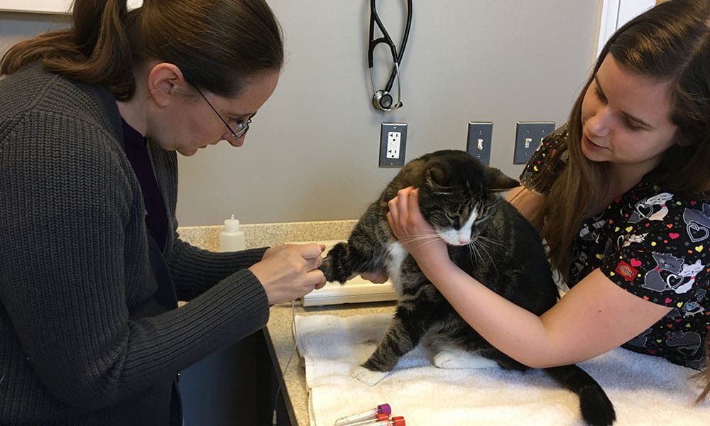 Feline blood work samples and laboratory testing supplies