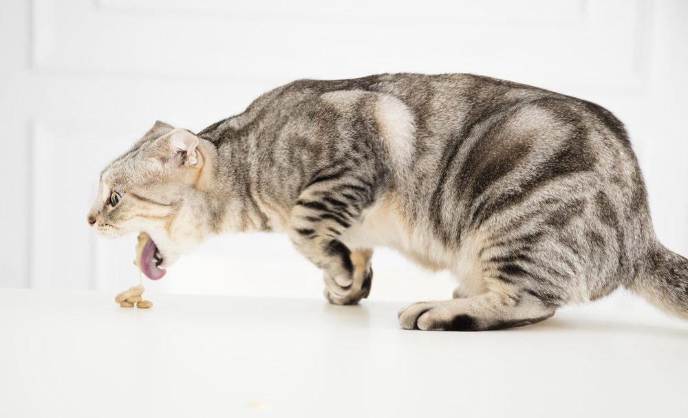 Cat showing signs of illness and vomiting