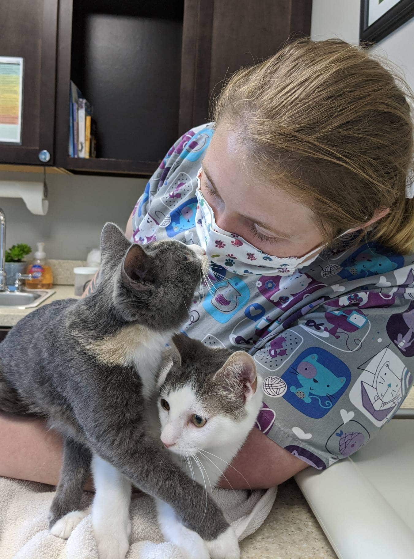 Close-up of an alert kitten during an exam