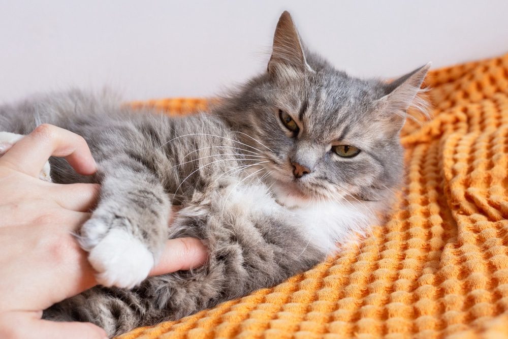 Managing Chronic Pain in Senior Cats: How Just Cats Clinic Can Help