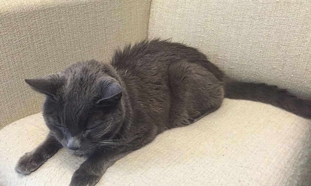 Understanding the Signs: How to Tell When Your Cat’s in Pain