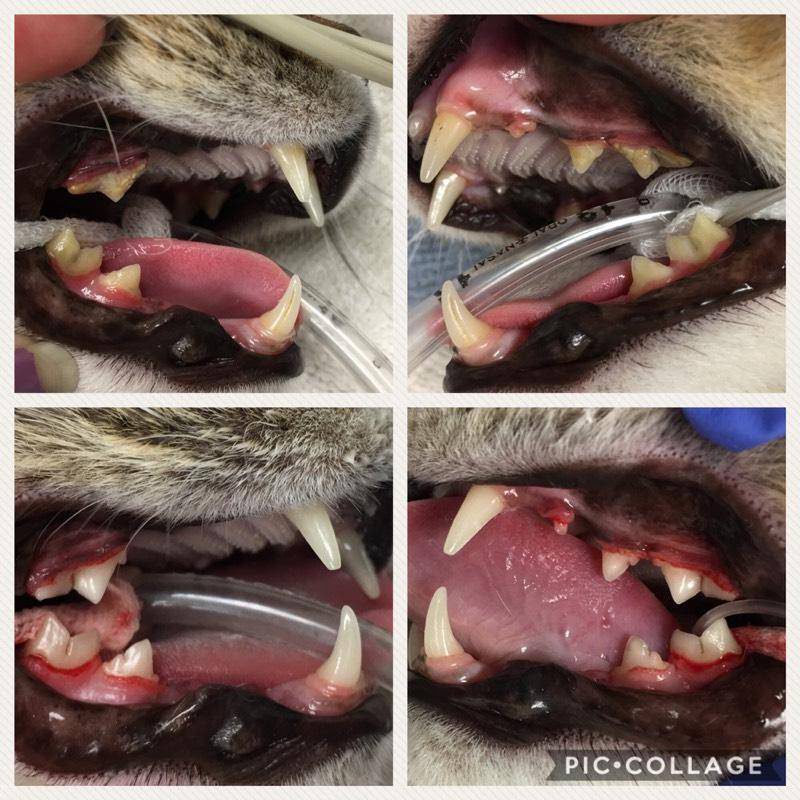 Veterinary dental cleaning procedure on a cat