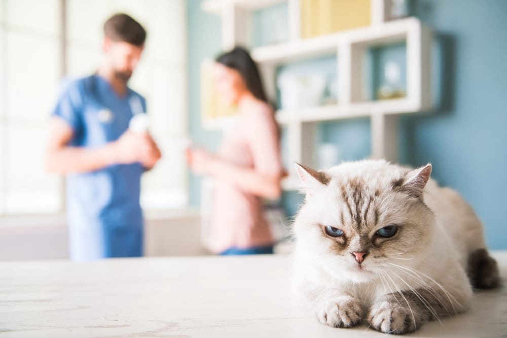 Cat looking attentively toward the camera