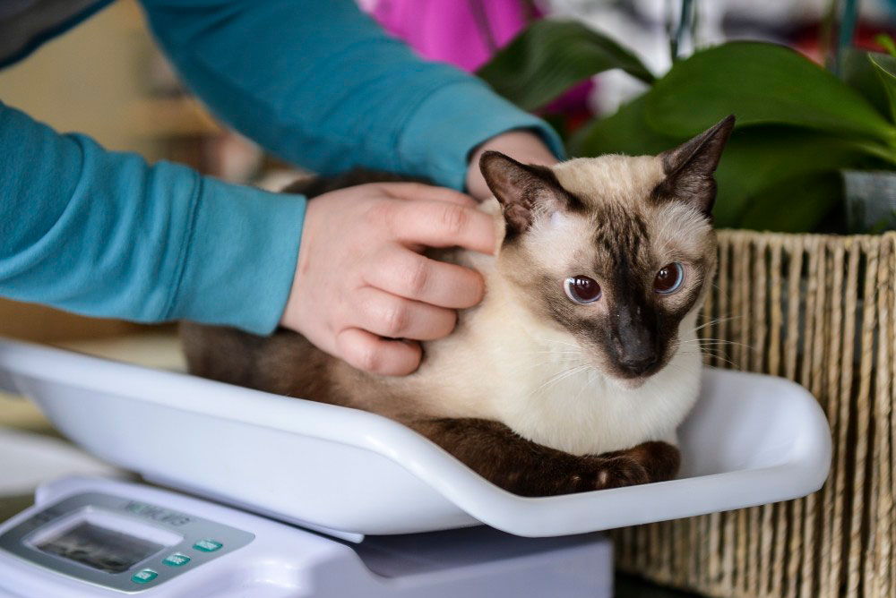 Ensuring proper veterinary care for your cat Just Cats Clinic