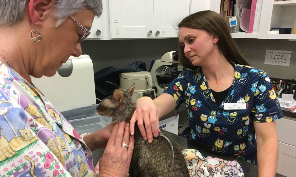 Vaccinations Just How Important Are They? Just Cats Clinic