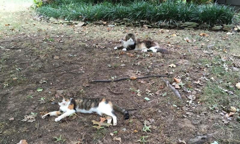 Skin Growths In Cats With Leukemia Virus