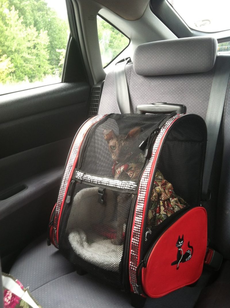 Choosing the Right Cat Carrier From Function to Comfort Just Cats Clinic