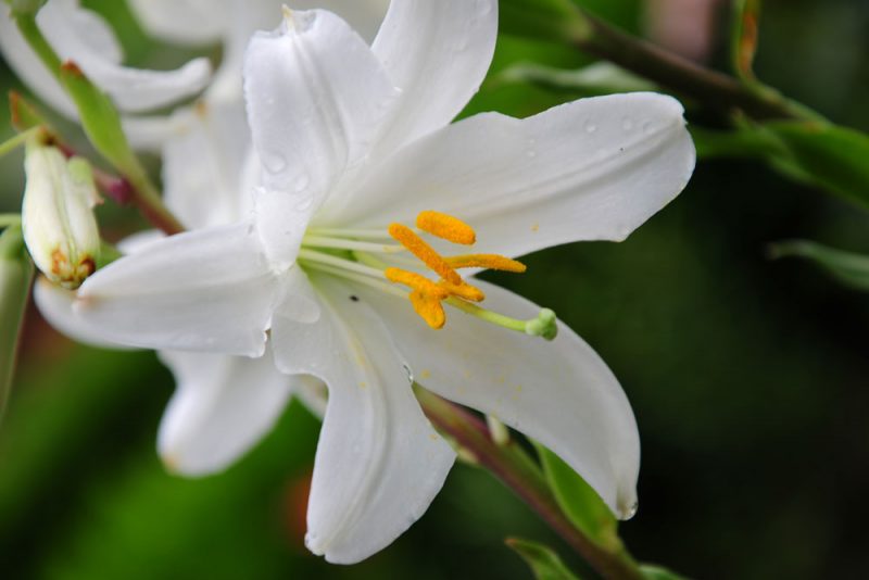 The Lily Plant is Deadly for Cats Just Cats Clinic