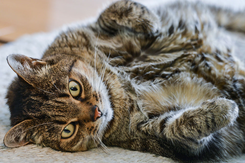 cat leaving blood drops of urine