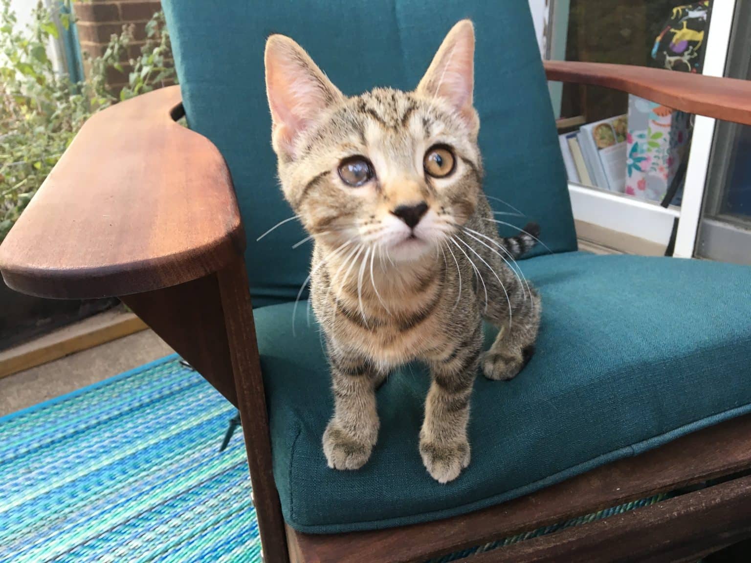 What You Need to Consider Before Adopting a Special Needs Cat Just