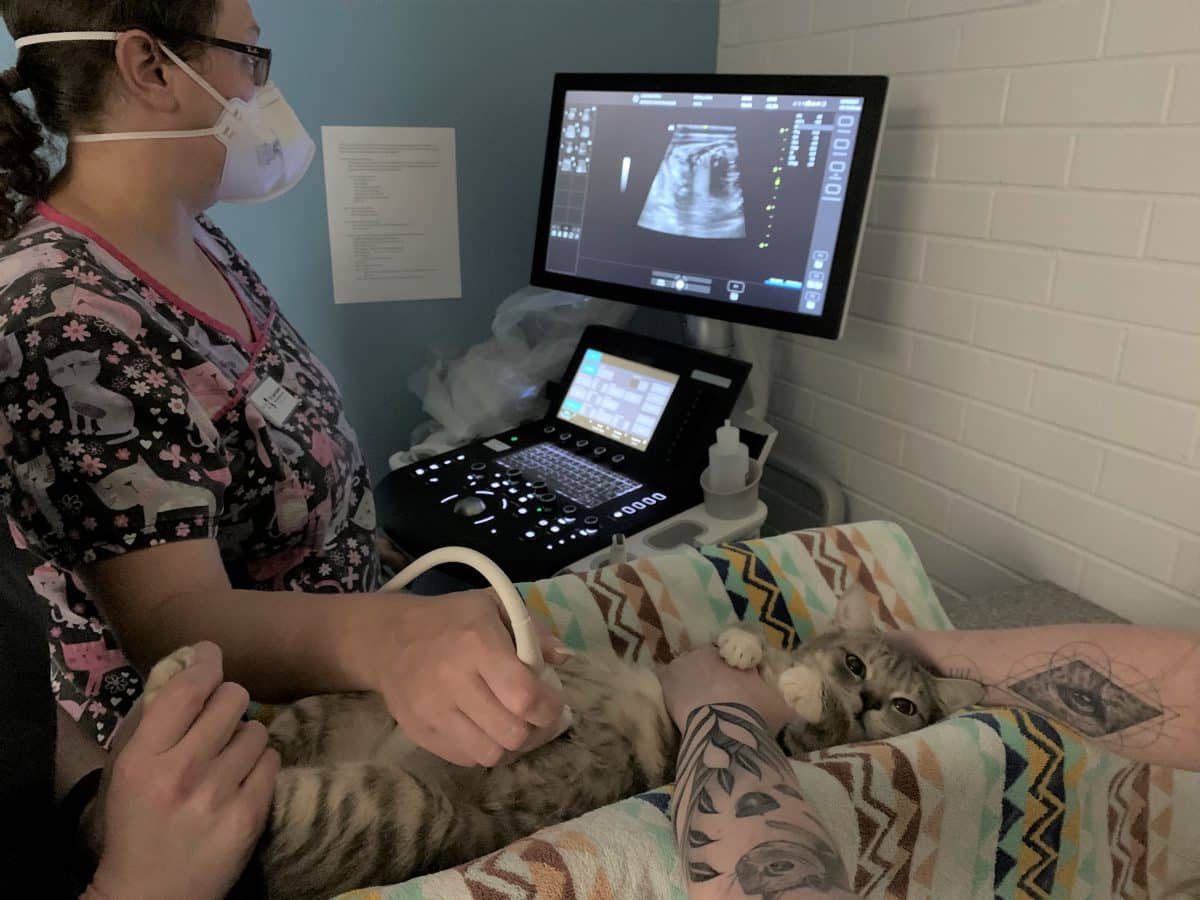 Veterinary Ultrasound in Cats Just Cats Clinic