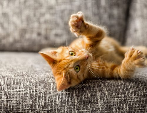 5 Alternatives to Declawing Your Cat