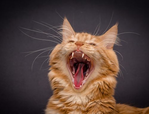 What Cat Owners Should Know About Dental Health