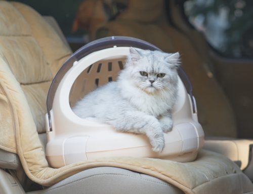 7 Tips For Traveling With Your Cat