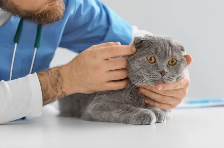 Cat Hair Loss Causes, Diagnosis, and Management Just Cats Clinic