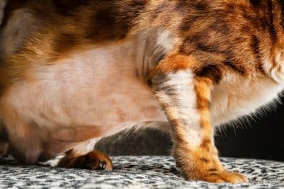 View of Lion Cut Cats and Skin Care: Keeping Your Cat Healthy
