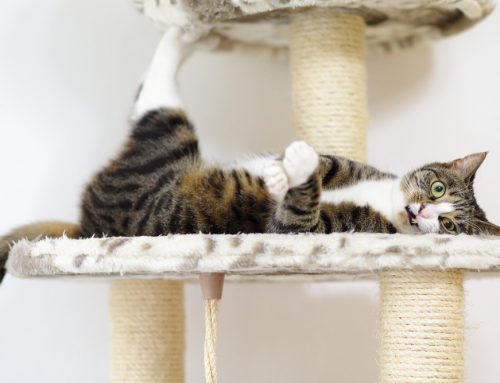 6 Ways to Keep Your Indoor Cat Happy