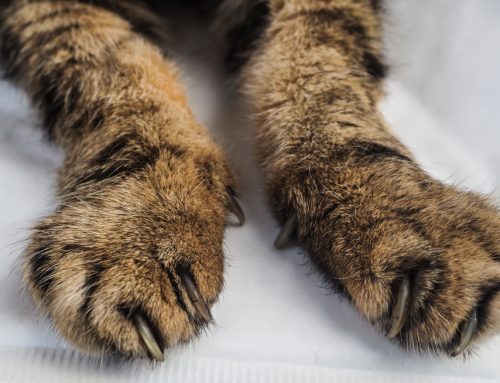 Recognizing Cat Arthritis