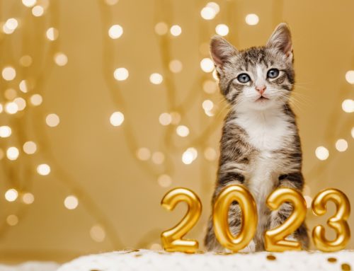 Top 6 New Year’s Resolutions to Improve Your Cat’s Health