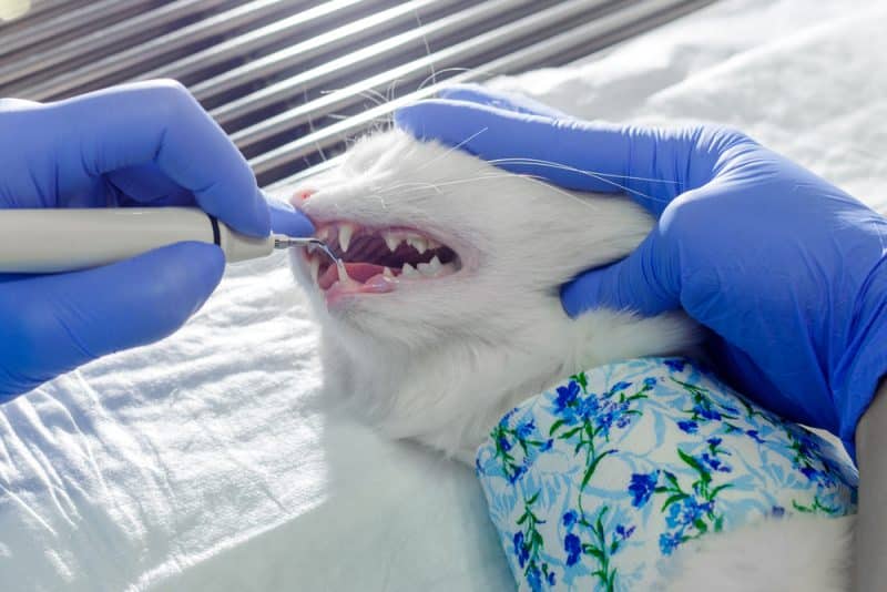 The Many Manifestations of Dental Disease in Cats Just Cats Clinic
