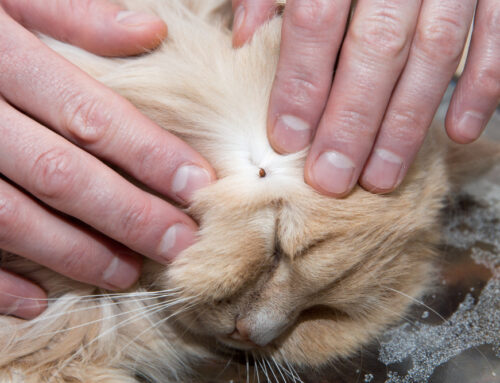 Tick-Borne Diseases in Cats