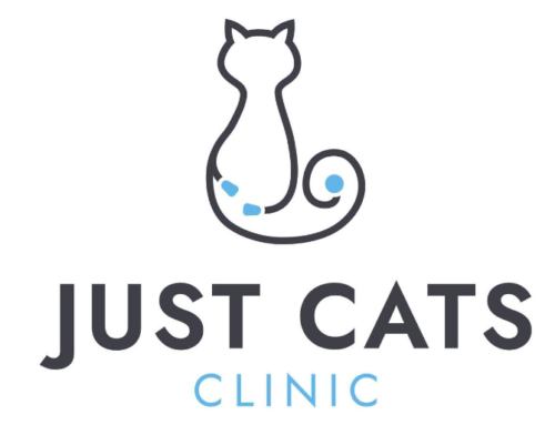 5 Feline-Focused Benefits of Our Clinic Expansion