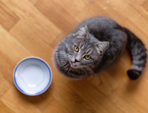 Why Your Cat’s Eating and Drinking Habits Change