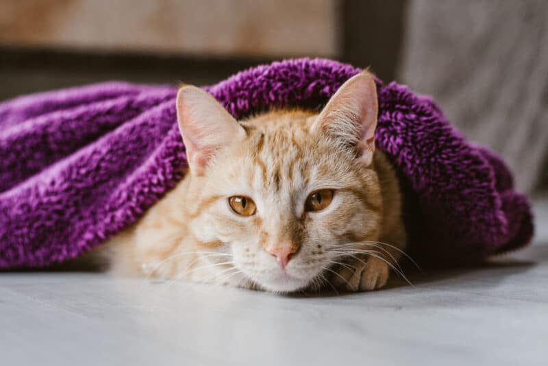 7 Feline-Friendly Handling Tips to Reduce Your Cat’s Stress - Just Cats ... - Feline Stress Programs For Entire Household
