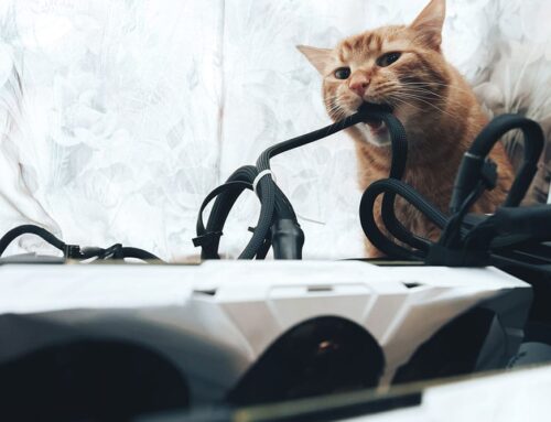 How to Recognize and Respond to Foreign Bodies in Cats: Symptoms and Treatment