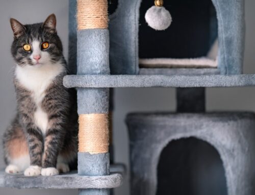 How to Choose a Boarding Facility for Your Cat