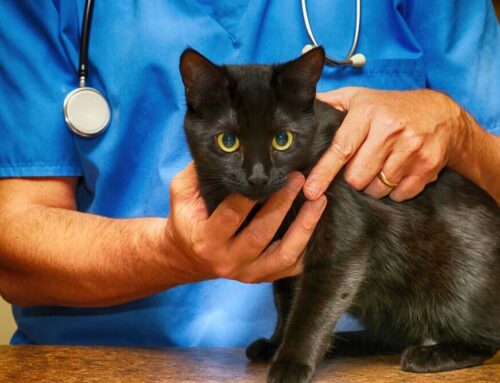 Hyperthyroidism in Cats: Causes, Symptoms, and Treatment